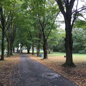 path between trees